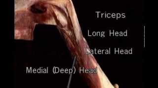 triceps brachii muscle [upl. by Atteselrahc]