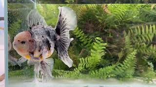 15141 Kirin Rosetail Oranda [upl. by Melborn447]