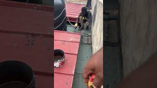 How to apply Bitumen waterproofing in Accra Ghana roofing roof waterproof [upl. by Ordisy]