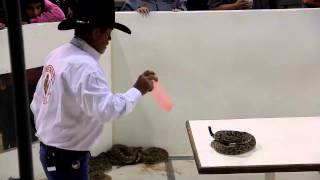 Sweetwater Rattlesnake Roundup2013 [upl. by Tohcnarf933]