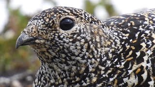 Fjällripa läte Fjellrype lyd Alpenschneehuhn Ruf Kiiruna ääni Rock Ptarmigan Call [upl. by Rogers]