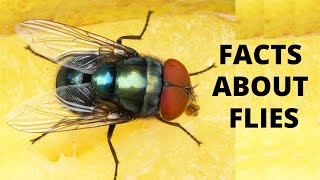 10 Things You Didnt Know About Flies  Housefly Facts  Interesting Facts for Kids [upl. by Magner321]