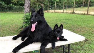 Solid black German Shepherd puppy for sale [upl. by Yvad]