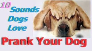 Sounds That Tilt Dogs Head  Sounds Dogs Love Most [upl. by Braca]