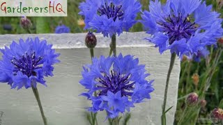 Centaurea cyanus Cornflower Growing Guide by Gardeners HQ [upl. by Llirrem]