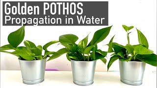 Propagating Pothos from Cuttings  Grow Money Plant From Single Leaf [upl. by Namyw]