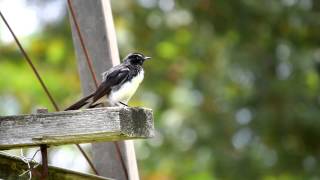 Willie or Willy Wagtail Rhipidura leucophrys  Gartenfächerschwanz 06 [upl. by Mide475]