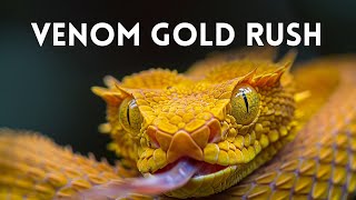 Venom Gold Rush [upl. by Snehpets161]