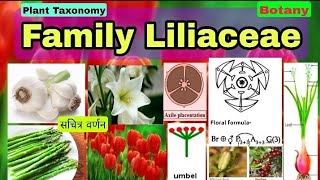 Family LiliaceaePlant taxonomy Floral Characters Floral Formula Fruits Biology LT TGT PGT [upl. by Flossie]