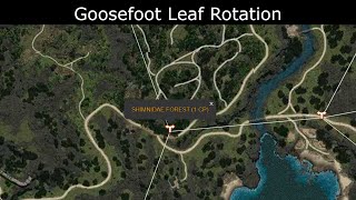 Goosefoot Leaf Rotation In Shimnidae Forest [upl. by Anyehs]