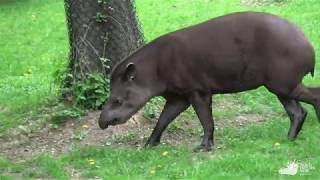 Virtual Talk  IL TAPIRO SUDAMERICANO [upl. by Manley]