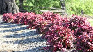 BLUSH™ Nandina is a low shrub with red new growth for most of the year  Ozbreed Hardy Exotic Range [upl. by Hoye665]