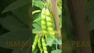 JAMAICA GUNGO PEAS [upl. by Nunnery]