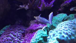 orange spotted filefish spawning [upl. by Ettena]