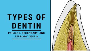 Types of Dentin  Dentin Pulp Complex Session 2 [upl. by Nuahsel]