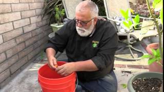 How to Grow Sago Palms from Seeds [upl. by Ardnuahsal]