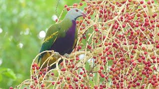 Wompoo fruit Dove  Ptilinopus magnificus Hd Video Clip 11 [upl. by Sudoeht]