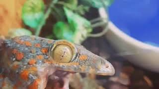 Tokay gecko bark [upl. by Aarika]