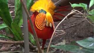 Displaying Golden Pheasant [upl. by Gunthar]