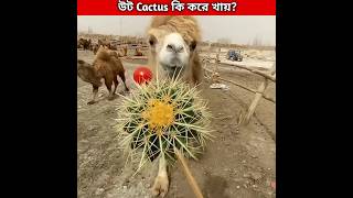 উট কি করে Cactus খায় camel eat cactus shorts facts [upl. by Lorri40]