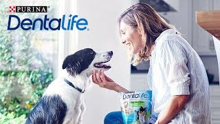 Purina® Dentalife™  Top Product of the Year από το Ζampple  PURINA® Greece [upl. by Amor]