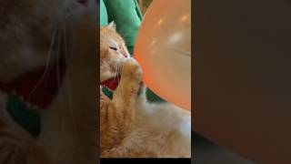 This trend shortvideo cat viralvideo [upl. by Noreen]