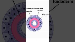 Diploblastic and Triploblastic organismstudy biology shortstrending [upl. by Wanids]