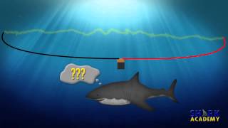 Electrosensory System  SHARK ACADEMY [upl. by Oicinoid]