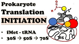 Prokaryotic Translation INITIATION  How do 70S ribosomes initiate translation  Deepdive Video [upl. by Osher]