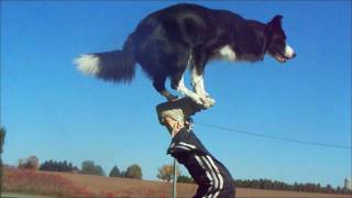 Nana the Border Collie Performs Amazing Dog Tricks [upl. by Kendell]