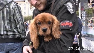 Casseler Freyheit verkaufsoffener Sonntag in Kassel am 27 10 2013 von tubehorst1 [upl. by Kylen340]