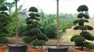 Ilex Crenata  Japanese Holly [upl. by Kalagher]