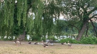 German Gaggle of Greylag Geese Waking Up and Walking in a line to Graze [upl. by Dane]