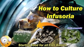 How to Culture Infusoria  Faster and Easy  LIVE AQUARIUM [upl. by Hirai55]