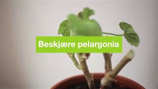 Beskjære pelargonia [upl. by Gladstone]