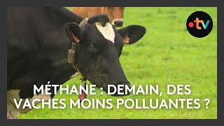 Méthane  demain des vaches moins polluantes [upl. by Asirap]