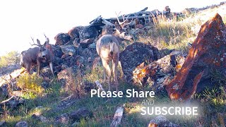 Deer on the Rocks [upl. by Yelruc611]