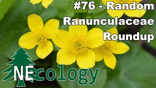 NEcology 76  A Random Ranunculaceae Roundup [upl. by Reh]