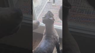 CANE CORSO Puppy has LOUD BARK Natural PROTECTION Instincts canecorsolovers dog shorts [upl. by Sewell]