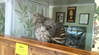 Great horned owl meets Eurasian eagle owl [upl. by Pendleton]