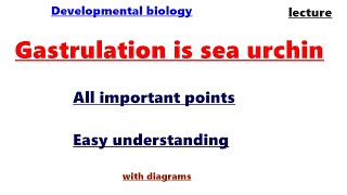 Gastrulation in Sea Urchin What is Gastrulation Sea urchin gastrulationDevelopmental biology [upl. by Ardin]