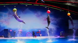 Best of the Dubai Dolphin Show [upl. by Nomelihp]