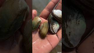 Freshwater Bivalve  Mussels Shells Clams  shorts [upl. by Akimas]