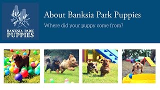 Banksia Park Puppies  Where did your puppy come from [upl. by Toddie]