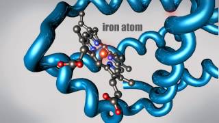 What is a Protein Learn about the 3D shape and function of macromolecules [upl. by Zaneta]