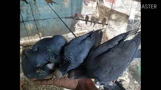 White crowned pigeons ball plate pigeons [upl. by Aydidey]