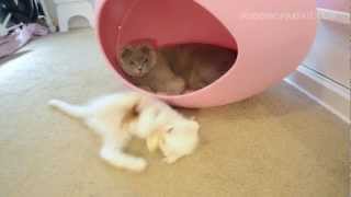 Scottish Fold Gray Cat and White Kitten Play in Pink Egg [upl. by Talbert]