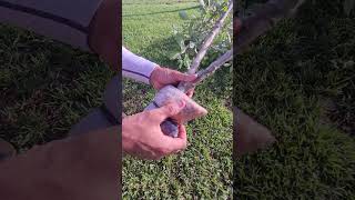 American holly tree branch into a tree propagating propagation airlayering growingtrees [upl. by Mehelhteb]