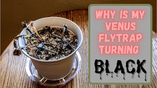 Why Is My Venus Flytrap Turning Black Reasons Why A Fly Trap Turns Black  Need Community Help [upl. by Eyak]