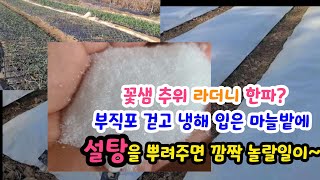 갑자기 영하9도 꽃샘추위에 부직포를 걷은 냉해 입은 마늘밭이 걱정 된다면 빨리 설탕을 먹여 보세요 [upl. by Grosz637]